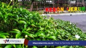 Jasa Anti Rayap Kebon jeruk